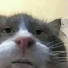cute cat trust