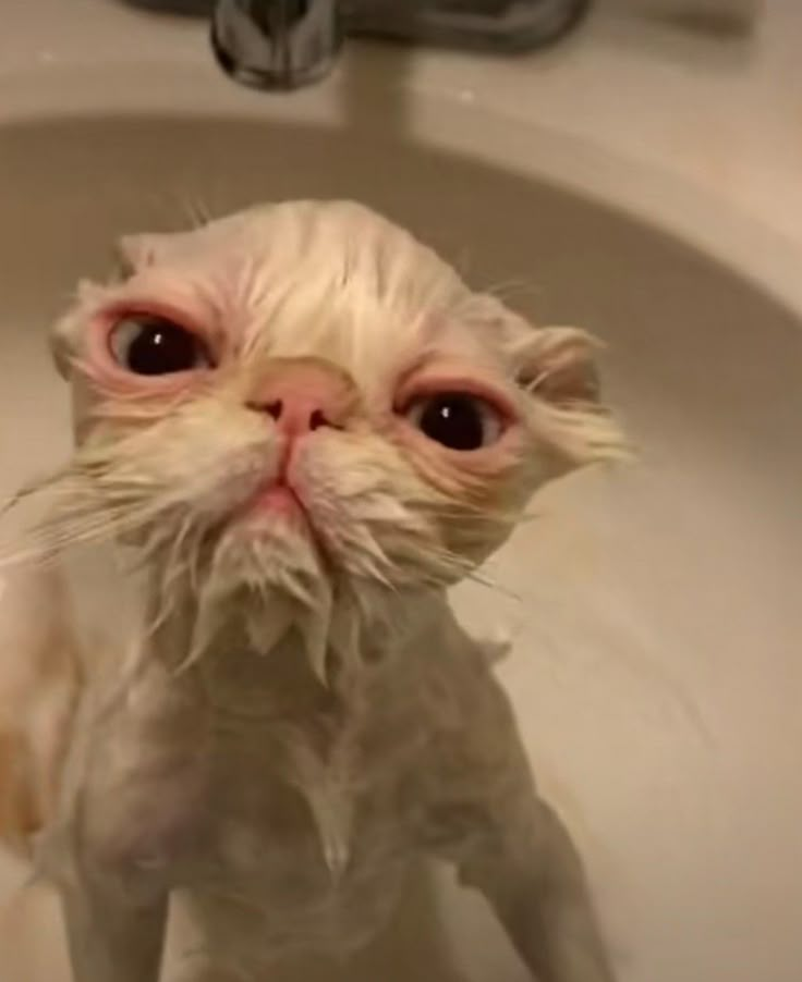 cat meme